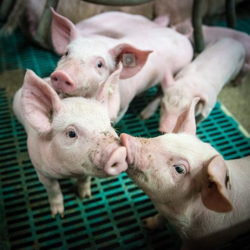 pigs [ 1.31 Mb ]