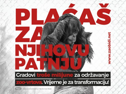 Zaobi�i zoolo�ki- Gradovi pla�aju za patnju [ 1.15 Mb ]