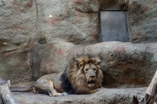 We animals media- Jo-Anne- lav u zagreba�kom zoo [ 825.95 Kb ]