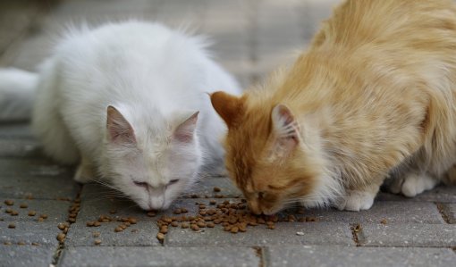 street cats_pixabay [ 121.18 Kb ]