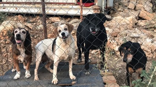 dogs from Zarkovica [ 208.77 Kb ]