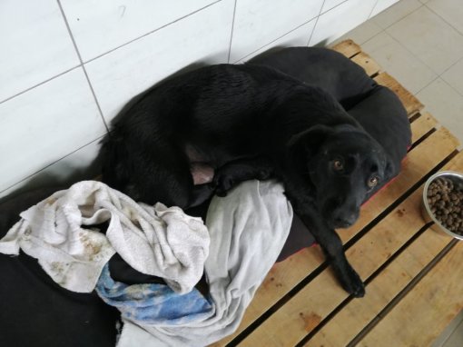 shelter in slavonski brod [ 113.62 Kb ]