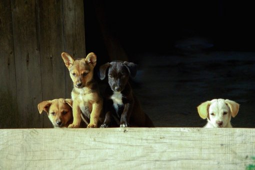 puppies [ 136.90 Kb ]