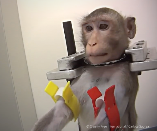 cruelty free international_carlota saorsa [ 678.25 Kb ]