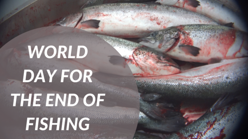 World Day for the End of Fishing [ 1.42 Mb ]