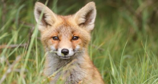 fox [ 44.89 Kb ]
