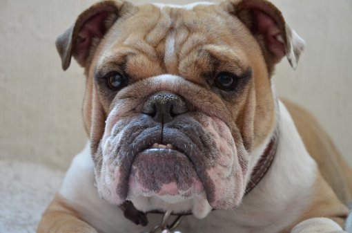 buldog_pixabay [ 145.95 Kb ]