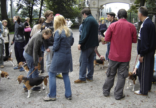 Beagleovi opet zajedno 2