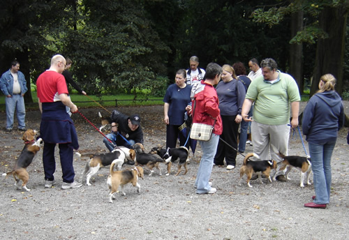 Beagleovi opet zajedno 6