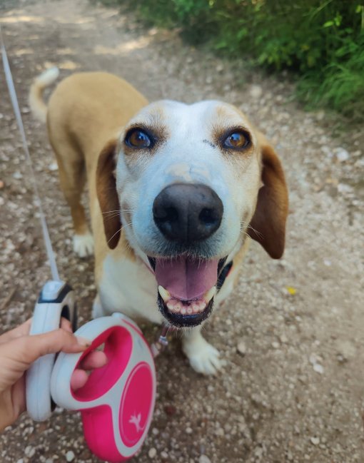 Adopt Zarkovica dogs [ 233.82 Kb ]