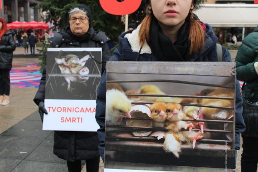 International Animal Rights Day 2023 [ 1.30 Mb ]