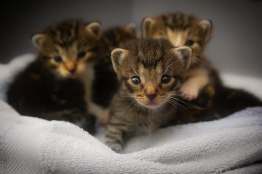 kittens pixabay [ 130.88 Kb ]