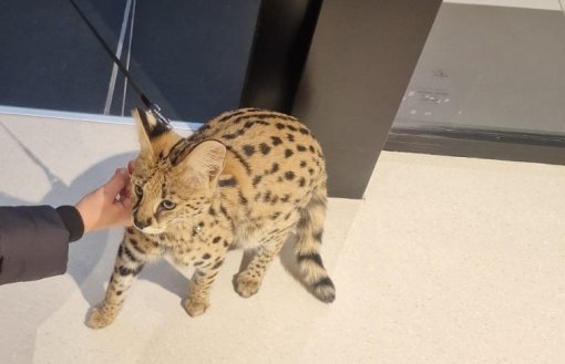 serval [ 65.03 Kb ]