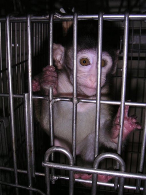 Experiments on primates 9 [ 71.14 Kb ]