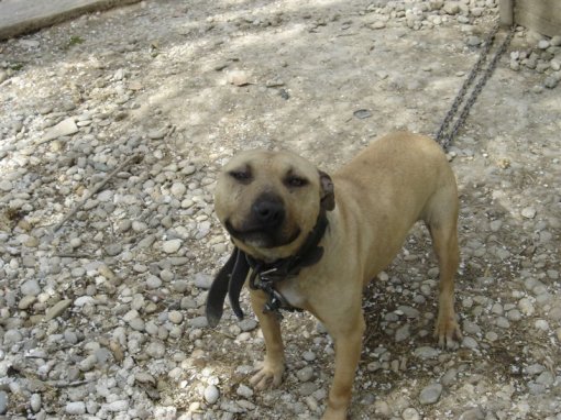 Dog from dogfight 2 [ 138.51 Kb ]