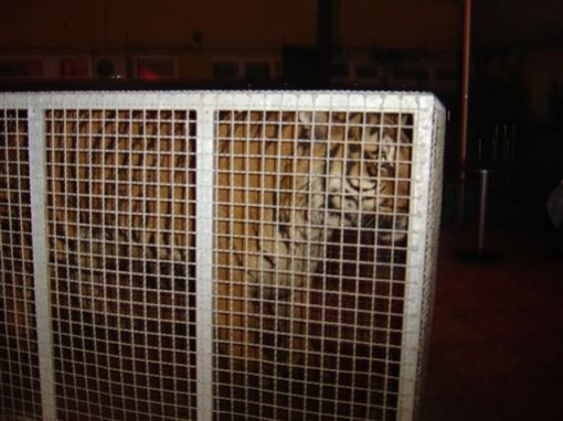 Tigar promovirao no�ni klub [ 67.22 Kb ]