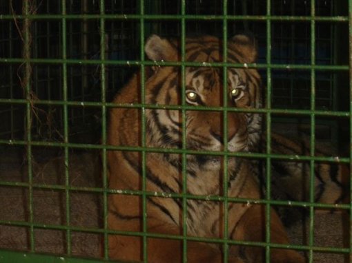 Tigar promovirao no�ni klub [ 60.96 Kb ]
