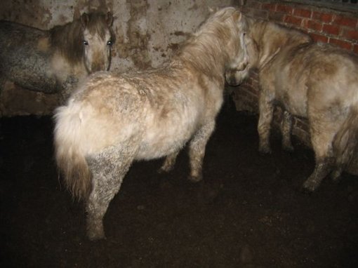 �ivotinje na imanju konji�kog kluba Equus Cabalus 1