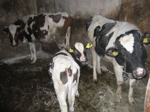 �ivotinje na imanju konji�kog kluba Equus Cabalus 3