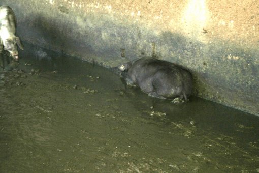 Pig Farm 'Eko Mavrovic' 11 [ 855.73 Kb ]
