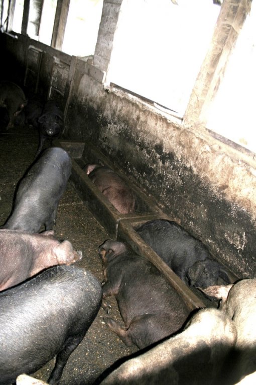 Pig Farm 'Eko Mavrovic' 17 [ 469.35 Kb ]