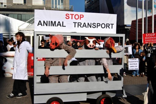 Prosvjed protiv transporta �ivotinja 2010.  15 [ 225.10 Kb ]