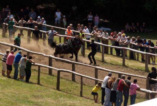 Competition-horses are dragging logs Back Ostarije [ 44.55 Kb ]