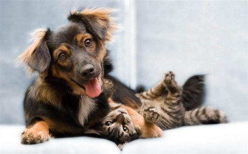 Adopt another!