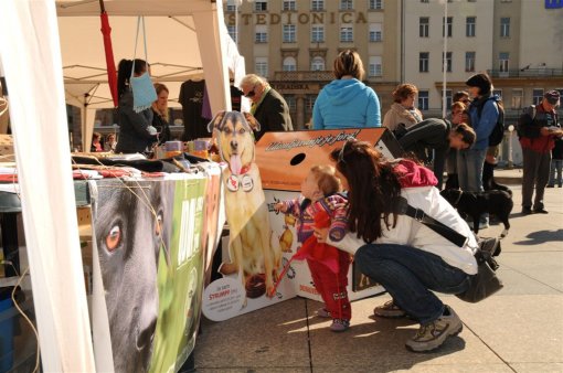 World Animal Day 2013 photo: Maja Sokolean [ 138.79 Kb ]