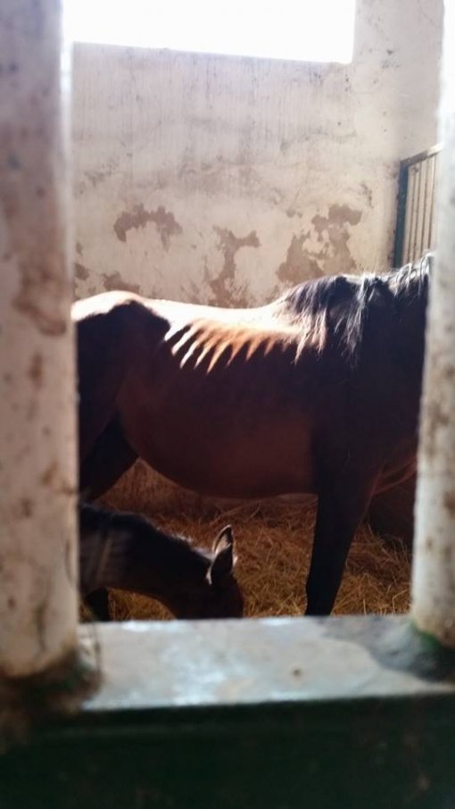 Konji�ki klubu Equus Cabalus 3 [ 38.01 Kb ]