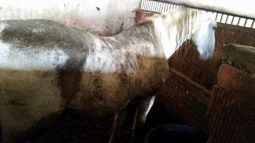 Konji�ki klubu Equus Cabalus 10 [ 74.07 Kb ]