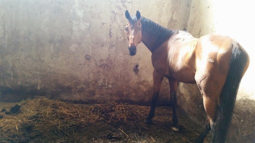 Konji�ki klubu Equus Cabalus 11 [ 96.21 Kb ]