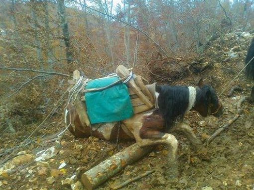 Zlostavljani konji na Velebitu kod Gra�aca 2