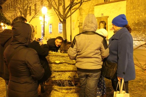 �ivotinje i Bo�i�ne jaslice na Kaptolu [ 266.11 Kb ]
