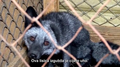 I �e�ka prema zabrani uzgoja �ivotinja radi krzna [ 145.02 Kb ]