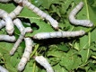Svila