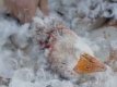 �upanje perja, autor slike: Society for the Advancement of Animal Wellbeing
